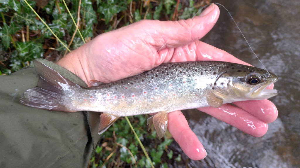 Photo of the first trout